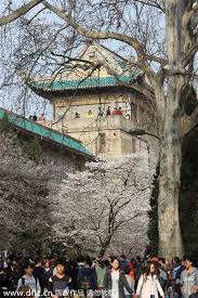 We did not find results for: Cherry Blossoms At Wuhan University Opinion Chinadaily Com Cn