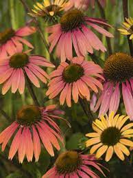 Darwin Plants Perennials Echinacea Bulb Flowers Fragrant Flowers Easy Perennials