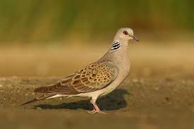 Es kommt selten vor, dass wir einen vogel zum zweiten mal als vogel des jahres ausrufen. Turteltaube Ist Der Vogel Des Jahres 2020 Lbv Gemeinsam Bayerns Natur Schutzen