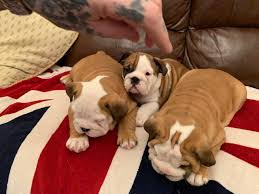 Maybe you would like to learn more about one of these? English Bulldog Puppies For Sale Tampa Riverwalk Tampa Fl 296577