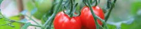 The tragic reality is that very few sustainable systems are designed or applied by those who hold power, and the reason for this is obvious and simple: Great Links Tomato Heaven