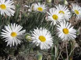 Image result for Aster chimanimaniensis