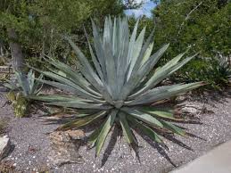 Image result for Agave
