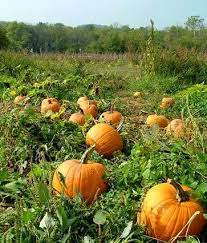 A List Of The Places Where Small Farms Can Sell Organic Goods Growing Pumpkins Growing Vegetables Pumpkin Garden