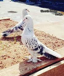 ice pigeon evcil hayvanlar guzel kuslar kedi esprileri