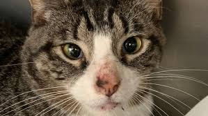 More Than 100 Cats 2 Dead Kittens Recovered From Lancaster County Property Whp
