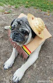 Diy Halloween Costume For Dogs Dog Halloween Costumes Diy Diy Dog Stuff Dog Halloween Costumes