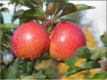 Diazinon is a restricted use pesticide due to bird toxicity. Apple Pest Management Cooperative Extension Insect Pests Ticks And Plant Diseases University Of Maine Cooperative Extension