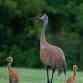Wild Sarasota: Sandhill Cranes event image