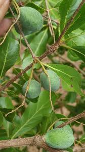 Image result for Terminalia mantaly
