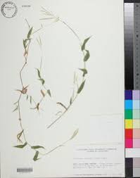 Image result for Arthraxon hispidus