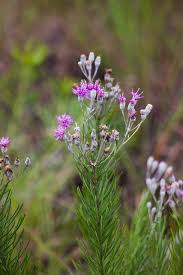 Image result for Vernonia helodea