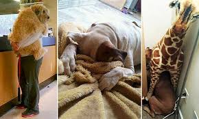 Your local veterinarian that will care and look after your pet family member. Photos Show Traumatised Pets Being Taken To The Vet Or Refusing To Go Daily Mail Online