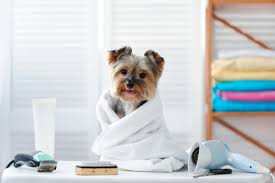 We did not find results for: Pet Grooming Jobs In Abu Dhabi Skills Mission And More Career Tips Interview Tips Employer Tips Career Guide Career Development In Gulf Drjobpro Com