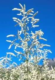 Image result for Aerva leucura