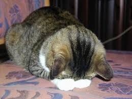 「すまん寝」の画像検索結果