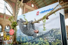 Dort ist bestimmt auch ein passender flug nach costa rica für sie dabei. Im Hb Zurich Konnten Die Grossten Faultiere Edelweiss Fluge Gewinnen Reiseziele Ch