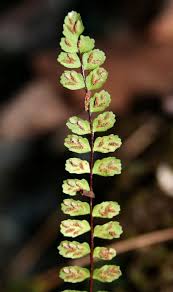 Image result for Asplenium