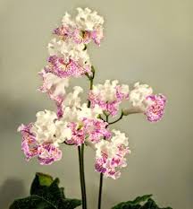 Zobacz Watek Streptocarpus B Katalog Skretnikow Trees To Plant African Violets Single Flower