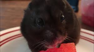 In particular, hamsters like apples, cantaloupe, broccoli, zucchini, etc. Can Hamsters Eat Watermelon Is It Good Or Bad For Them