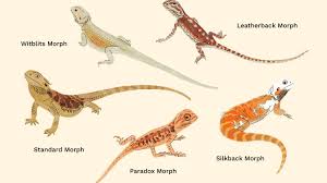 11 Types Of Bearded Dragon Morphs