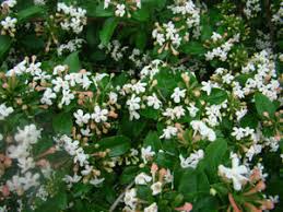 Image result for Albertisia exelliana