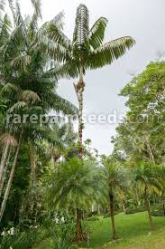 Image result for Vernonia hirsuta