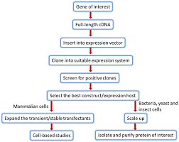 Protein Expression Systems Sigma Aldrich