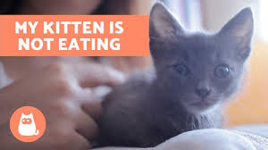 Not eating may indicate emotional upset or. Why Is My Kitten Not Eating How To Stimulate Appetite Youtube