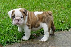 English bulldog puppies are more active than adults, but teacup bulldogs of all ages affectionate, easygoing, and lovable · quiet not much of a barker. Mini English Bulldog Can T Wait To Have One Of My Own Miniature English Bulldog Bulldog Mini Bulldog