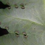 Image result for Blotiella glabra