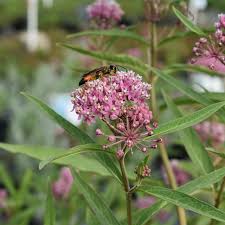 Image result for Asclepias albens