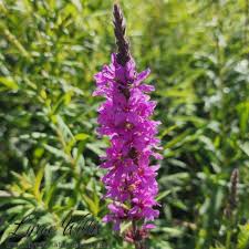 Image result for Lythraceae