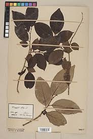Image result for Diospyros inhacaensis