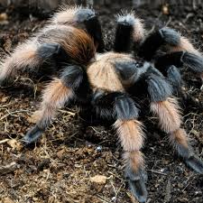 Image result for Meiosperma bracteatum