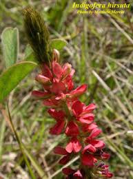 Image result for Indigofera hirsuta