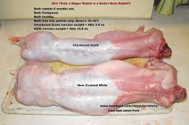 Raising Meat Rabbits Importance Of Your Choice Of Rabbit Breed