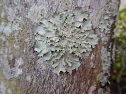 Mounting things on palm tree trunks? Green Mold Information And Other Green Growths