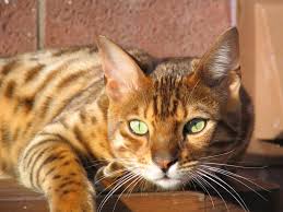 Our breeding program, which began in 2015, is focused on producing healthy, happy, cutting edge. Uncle Booboo Bengal Cat World