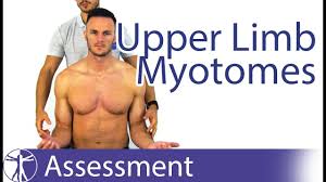Myotomes Upper Limb Peripheral Neurological Examination
