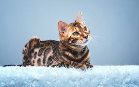 Get ready to meet the world's most expensive cat breeds! 20 Most Expensive Cat Breeds In The World With Pictures Excitedcats