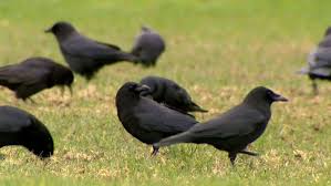 Food for squirrels, crows, porcupine. When Feathers Fly Expert Explains Why Crows Attack Runners Ctv News