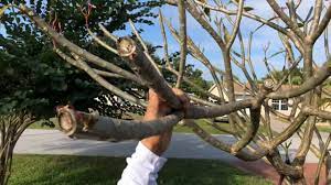 They thrive in warmer climates, but you can totally still grow one in a pot indoors if you live. Plumeria In The Winter Youtube