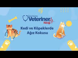 Kedi Ve Kopeklerde Agiz Kokusu Youtube