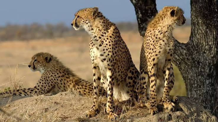 How the cheetah, hunting ally of Mughals & 'vermin' for British Raj, went extinct in India