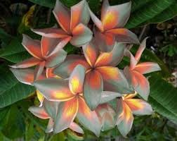 Pin On Gardening