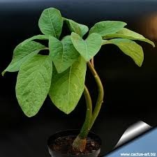 Image result for Phytolacca dioica