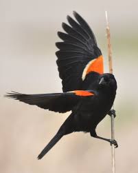 Black Bird With Orange Spot On Wing Red Winged Blackbird Whatbird Com Black Bird Red Wing Blackbird Pretty Birds