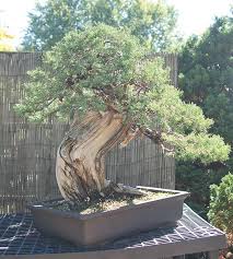 January 3, 2018 eschmidtpabonsai leave a comment. Nature S Way Nursery