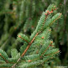 In norway spruce, the daily sum of temperature is the most important cue for cambial reactivation in the beginning of the growth season (sarvas, 1969) phylogenetic and expression analyses of norway spruce genes putatively related to cell division, secondary cell wall formation, and pcd of. Norway Spruce Tree On The Tree Guide At Arborday Org